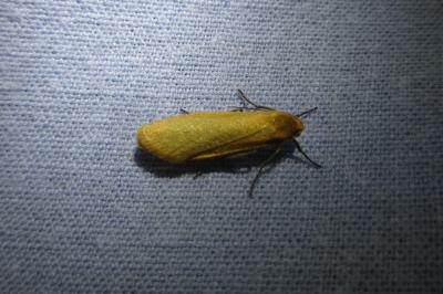 <i>Wittia sororcula</i>