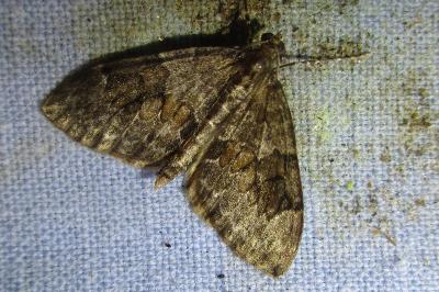 <i>Thera britannica/obeliscata/variata</i>