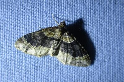<i>Xanthorhoe ferrugata</i>