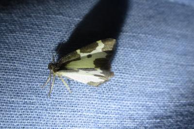 <i>Lomaspilis marginata</i>