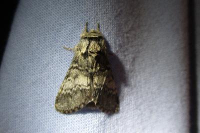 <i>Drymonia ruficornis</i>