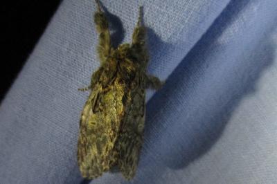 <i>Peridea anceps</i>