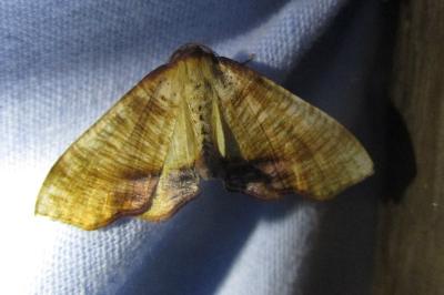 <i>Plagodis dolabraria</i>