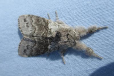 <i>Calliteara pudibunda</i>