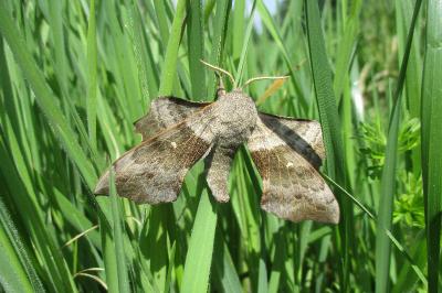 <i>Laothoe populi</i>