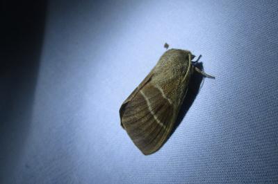 <i>Macrothylacia rubi</i>