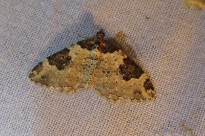 <i>Xanthorhoe fluctuata</i>