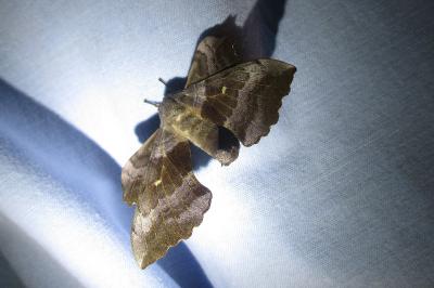 <i>Laothoe populi</i>