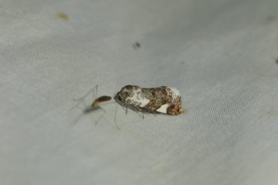 <i>Acontia lucida</i>