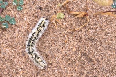 <i>Lasiocampa trifolii</i>