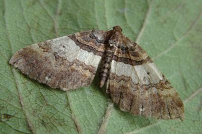 <i>Earophila badiata</i>