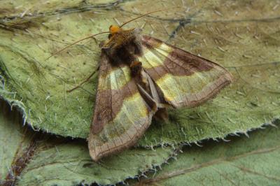<i>Diachrysia chrysitis</i>