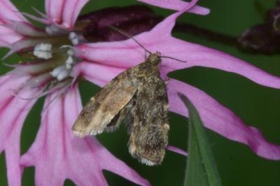<i>Anthophila fabriciana</i>