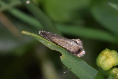 <i>Glyphipterix thrasonella</i>