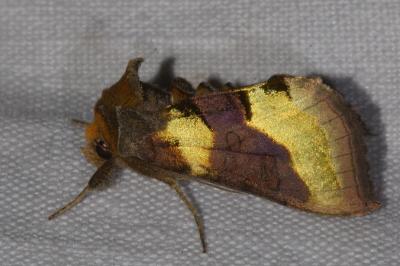 <i>Diachrysia chrysitis</i>