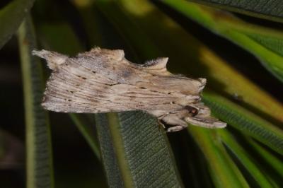 <i>Pterostoma palpina</i>
