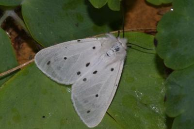 <i>Diaphora mendica</i>