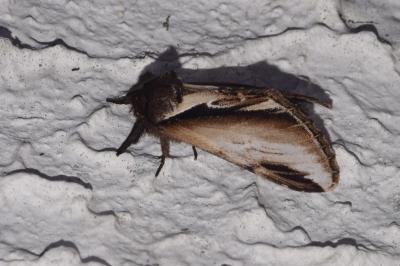 <i>Pheosia gnoma</i>