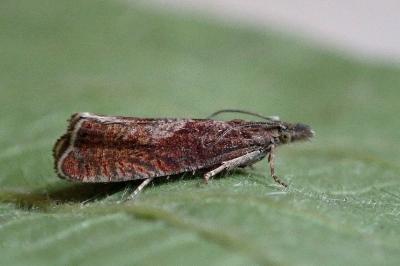 <i>Dichrorampha acuminatana</i>