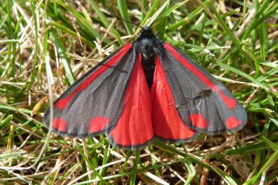<i>Tyria jacobaeae</i>