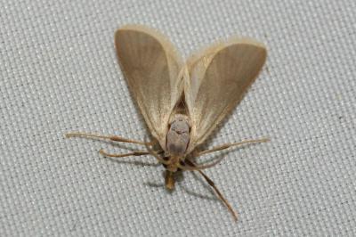 <i>Acentria ephemerella</i>