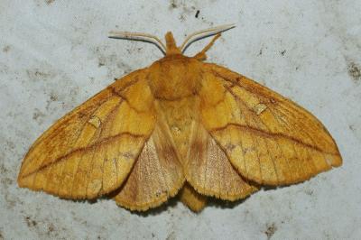 <i>Euthrix potatoria</i>