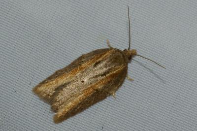 <i>Acleris hastiana</i>