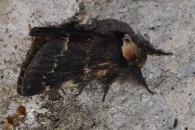 <i>Poecilocampa populi</i>