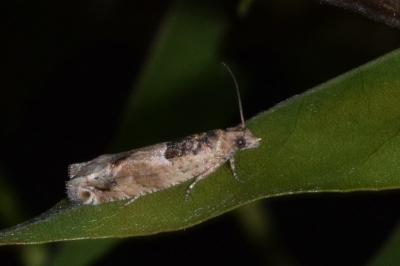 <i>Crocidosema plebejana</i>