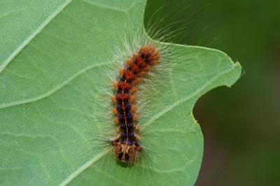 <i>Lymantria dispar</i>