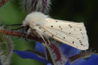 <i>Spilosoma lubricipeda</i>