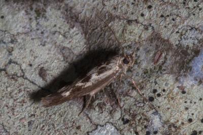 <i>Scythris limbella</i>
