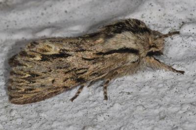 <i>Asteroscopus sphinx</i>