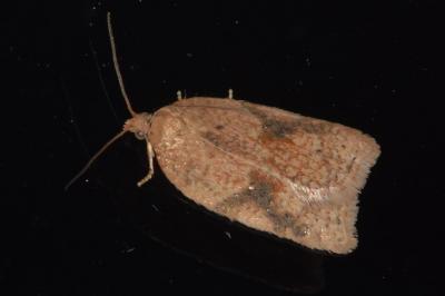 <i>Acleris ferrugana/notana</i>