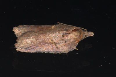 <i>Acleris hastiana</i>