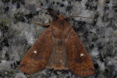 <i>Eupsilia transversa</i>