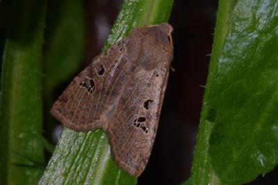 <i>Conistra rubiginosa</i>