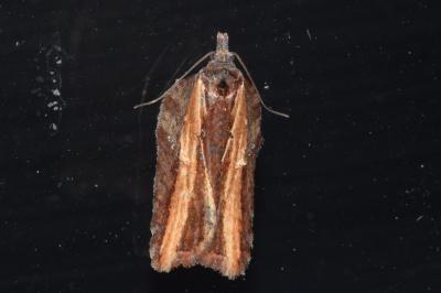 <i>Acleris hastiana</i>