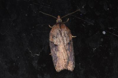 <i>Acleris hastiana</i>