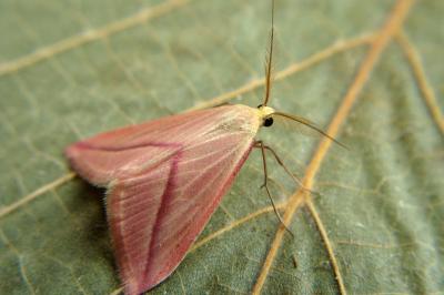 <i>Rhodometra sacraria</i>