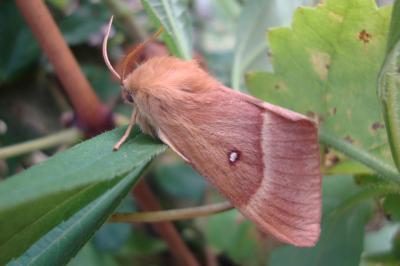 <i>Lasiocampa quercus</i>