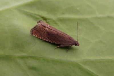 <i>Grapholita gemmiferana</i>