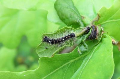 <i>Lymantria dispar</i>