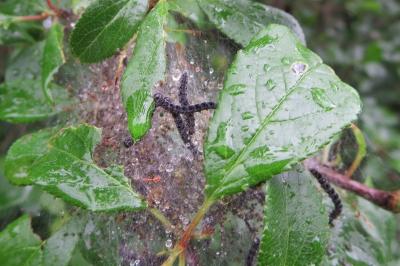 <i>Yponomeuta padella</i>