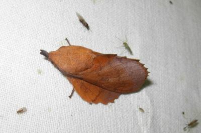 <i>Gastropacha quercifolia</i>