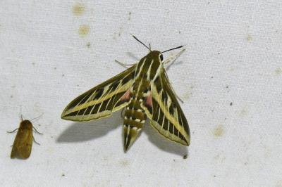 <i>Hyles livornica</i>
