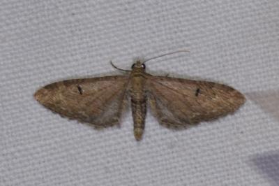 <i>Eupithecia innotata</i>