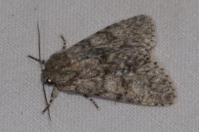 <i>Acronicta megacephala</i>