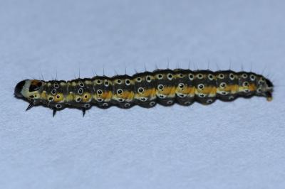 <i>Depressaria daucella</i>