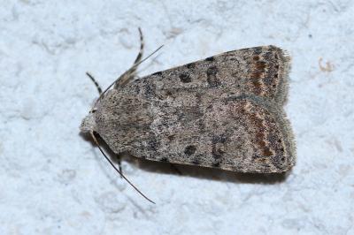 <i>Caradrina clavipalpis</i>